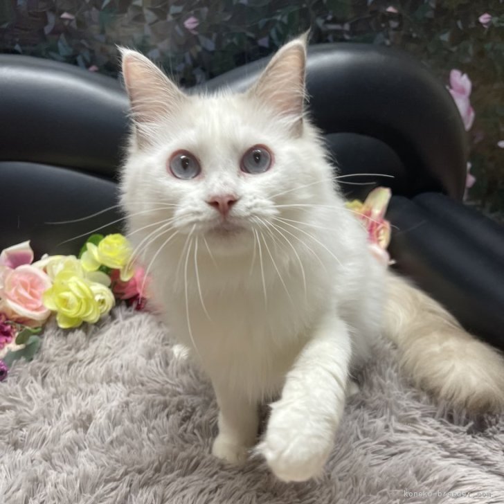 ブリーダー画像