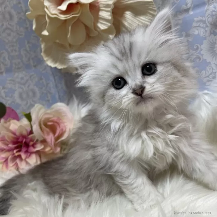 ID:2501-02070の子猫