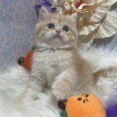 ブリティッシュショートヘア