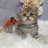 ブリティッシュショートヘア