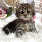 ブリティッシュショートヘア