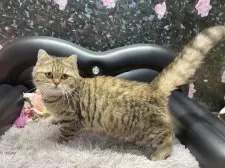 ブリティッシュショートヘア【神奈川県・女の子・2025年3月21日・ブラウンタビー】の写真2