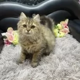 ブリティッシュショートヘア【神奈川県・女の子・2025年6月5日・ブラウンタビー】の写真2