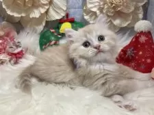 ラガマフィン【神奈川県・女の子・2025年10月21日・クリーム&ホワイト】の写真2