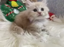 ラガマフィン【神奈川県・女の子・2025年10月21日・クリーム&ホワイト】の写真4