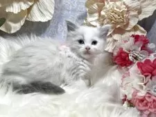 ラグドール【神奈川県・女の子・2025年3月13日・ブルーポイントバイカラー】の写真4