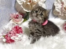 ブリティッシュショートヘア【神奈川県・女の子・2025年6月5日・ブラウンタビー】の写真5