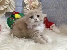 ラガマフィン【神奈川県・女の子・2025年10月21日・クリーム&ホワイト】の写真6