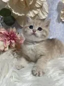 ブリティッシュショートヘア【神奈川県・男の子・2026年7月7日・ゴールド系】の写真7