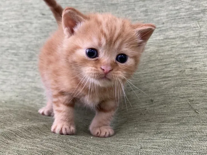 ID：2203-01047の子猫