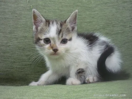 ID：2012-00390の子猫