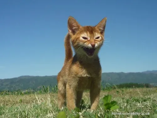 ID：2003-00142の子猫