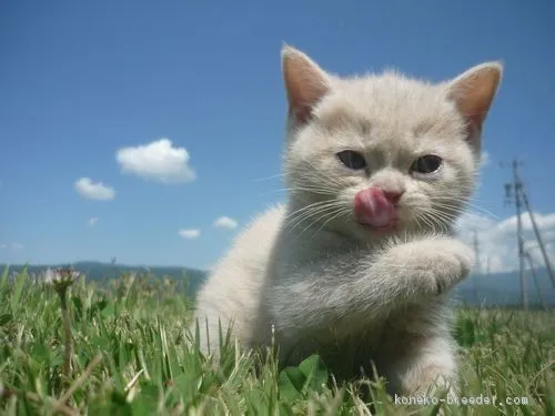 ID：2005-02349の子猫