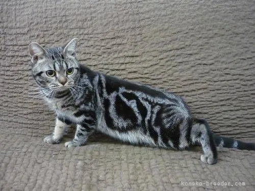 ID:1801-00550の子猫