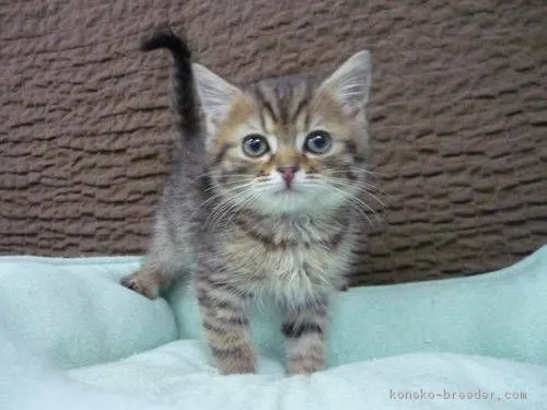 ID:1801-00321の子猫