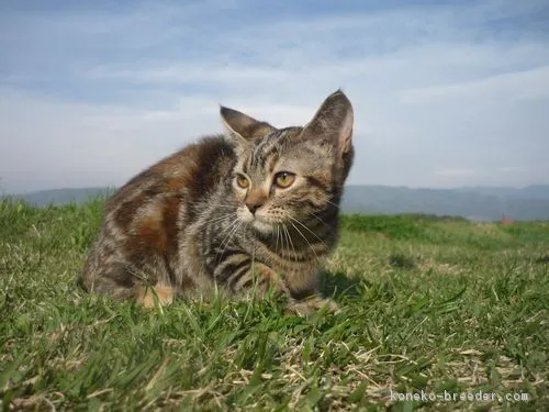 ID：1802-00356の子猫