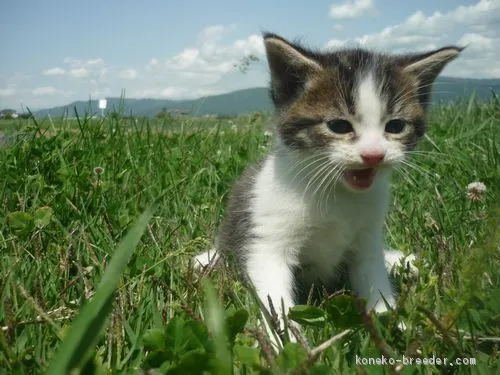 ID：2005-02580の子猫