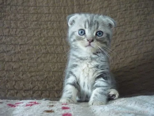 ID：1809-00300の子猫