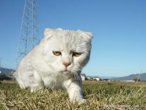 ID:1907-00119の子猫