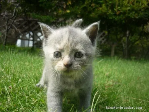 ID:2009-01496の子猫