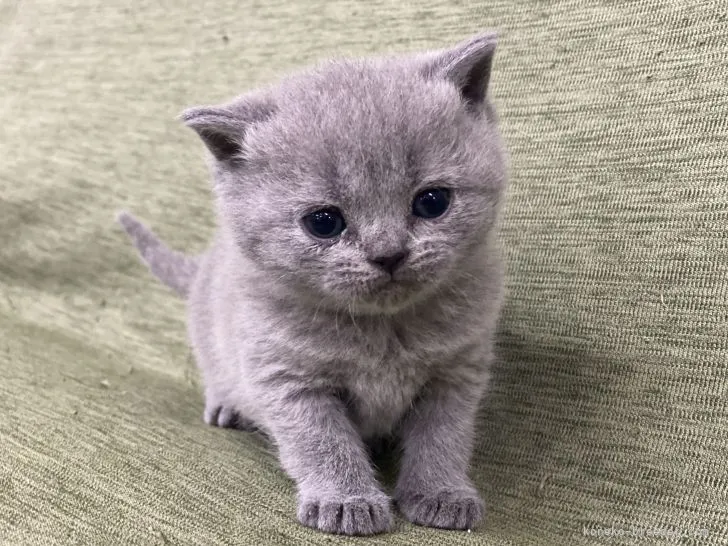 ID:2201-02068の子猫