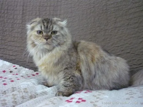 ID:1801-00320の子猫