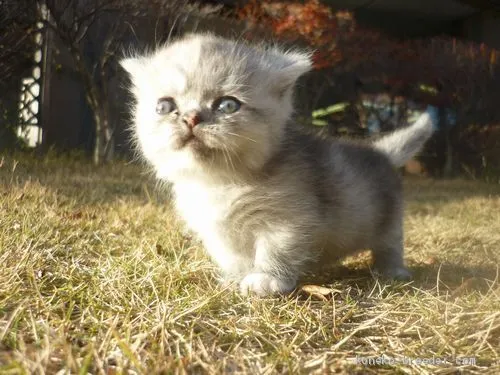 ID：2012-00391の子猫