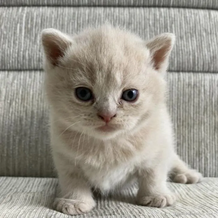 ID:2212-01008の子猫
