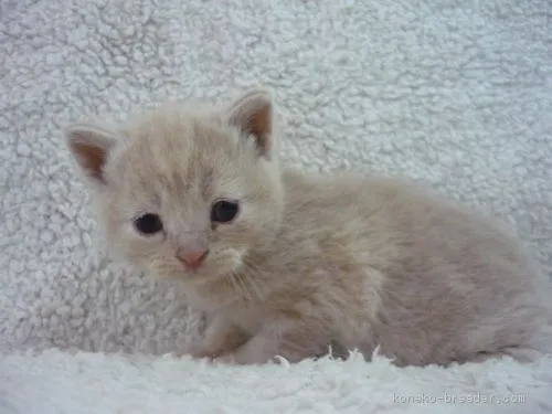 ID:1904-01503の子猫