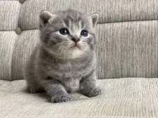 ブリティッシュショートヘア【長野県・男の子・2022年11月17日・ブルータビー】の写真1「12月11日撮影」