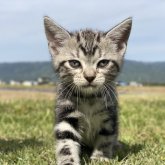 アメリカンショートヘア