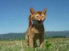 アビシニアン【長野県・男の子・2020年2月2日・レッド】の写真1「5月7日撮影」