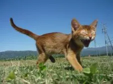 アビシニアン【長野県・男の子・2020年2月2日・レッド】の写真2「5月7日撮影」