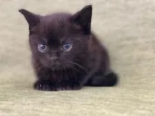 スコティッシュフォールド(立ち耳)【長野県・女の子・2021年11月30日・トーティー】の写真2「1月12日撮影」