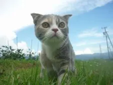 スコティッシュフォールド(折れ耳)【長野県・女の子・2021年2月27日・ブルーパッチドタビー&ホワイト】の写真2「8月5日撮影」