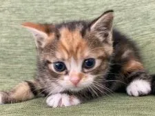 スコティッシュフォールド(立ち耳)【長野県・女の子・2021年11月30日・ブラウンパッチドタビー&ホワイト】の写真2「1月12日撮影」