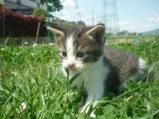 マンチカン(長足)【長野県・女の子・2020年4月24日・ブラウンタビー&ホワイト】の写真2「5月24日撮影」