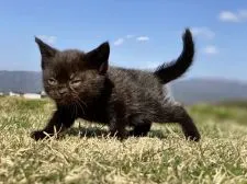 スコティッシュフォールド(立ち耳)【長野県・男の子・2022年2月17日・ブラック】の写真5「4月9日撮影」