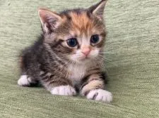 スコティッシュフォールド(立ち耳)【長野県・女の子・2021年11月30日・ブラウンパッチドタビー&ホワイト】の写真5「1月12日撮影」