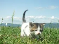 マンチカン(長足)【長野県・女の子・2020年4月24日・ブラウンタビー&ホワイト】の写真5「5月24日撮影」