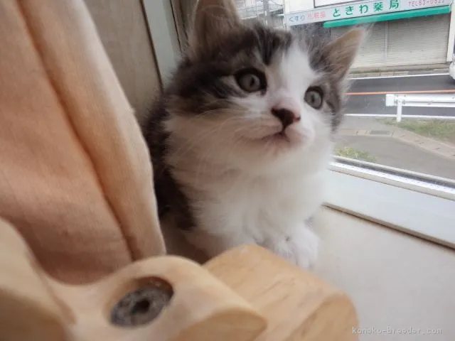 ID：1604-00387の子猫