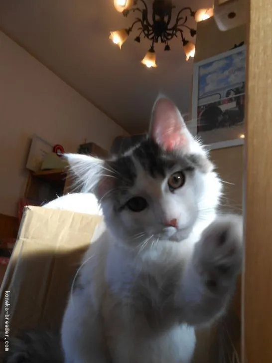 ID：1912-01151の子猫