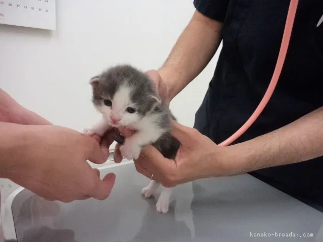 ID：1611-00718の子猫