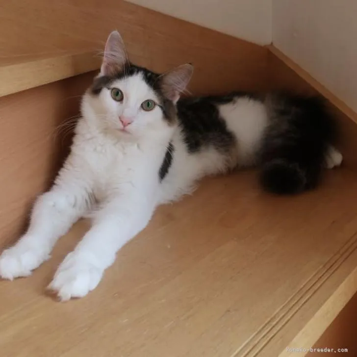 ID:2206-00832の子猫