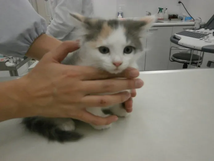 みかじ 様のお迎えした子猫