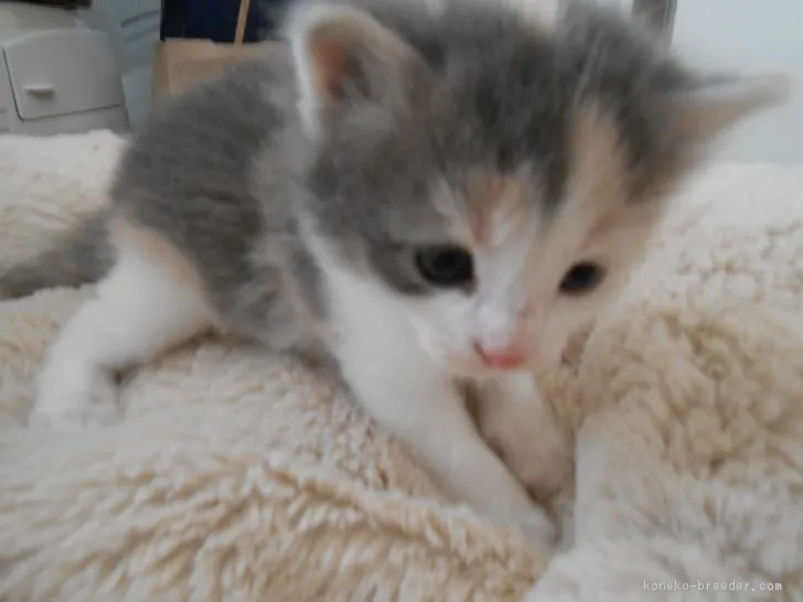 ID：1704-00101の子猫