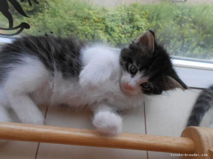 ID:1708-00423の子猫