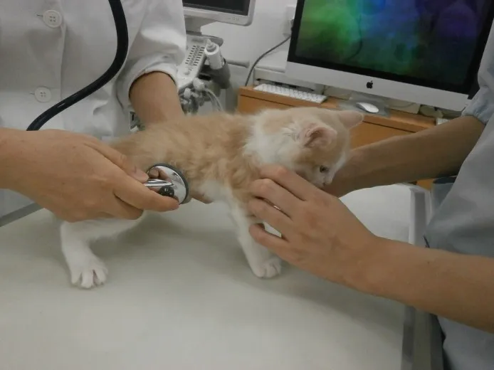 ID:1406-00102の子猫