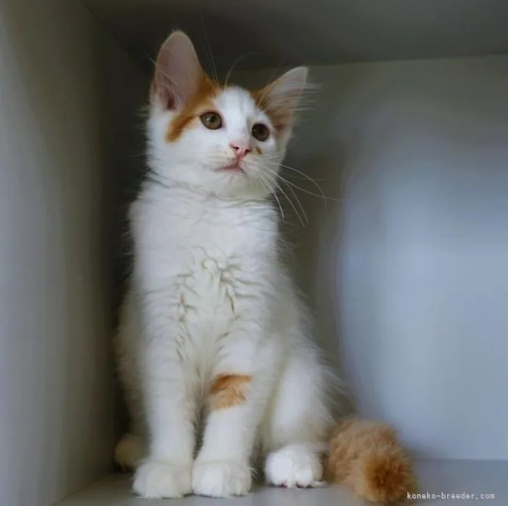 ID:2204-01664の子猫