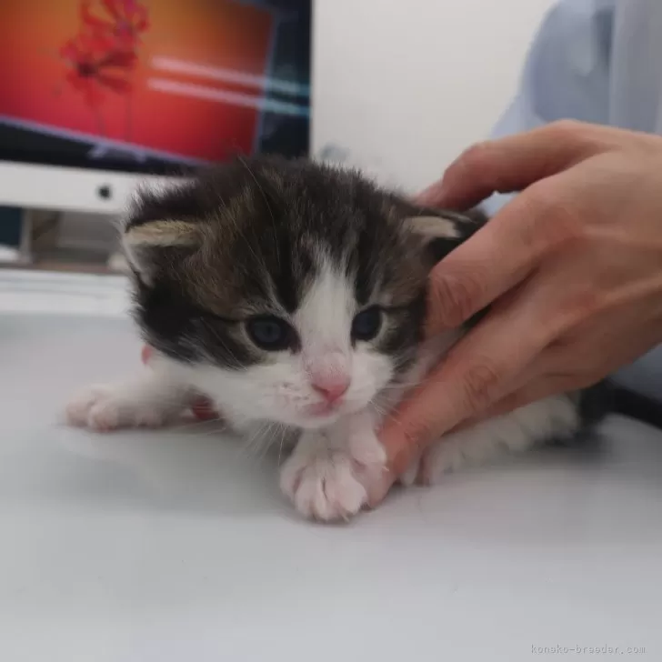 Oreo 様のお迎えした子猫